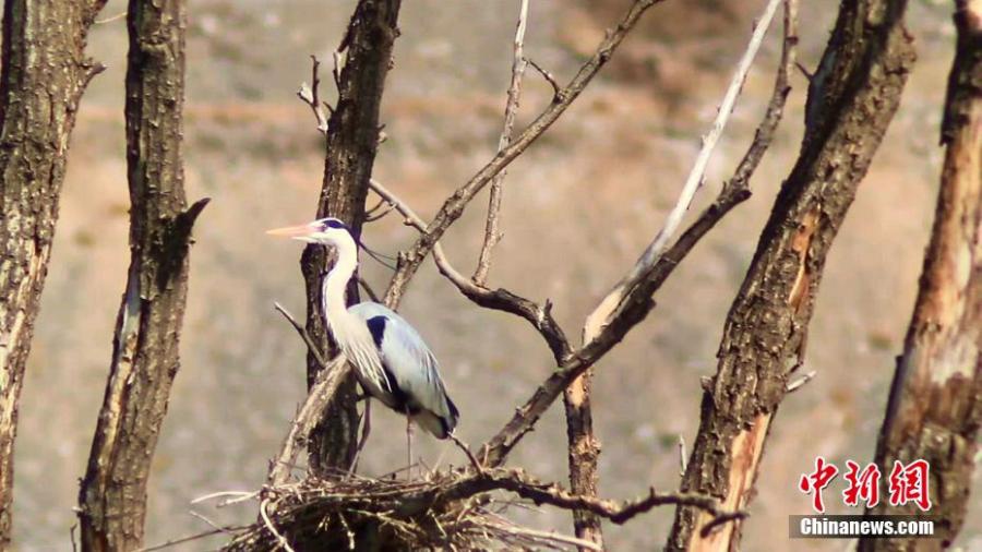 A grey heron rests on the branches in Haidong City, northwest China's Qinghai Province. (Photo: China News Service)