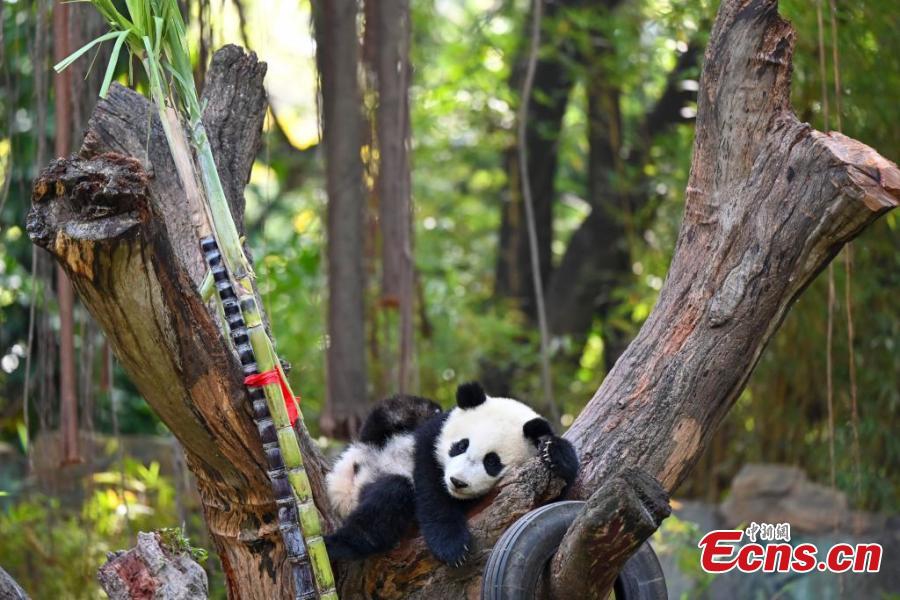Giant panda nicknamed Mei Zhu, plays at her new home at the Chimelong Safari Park in Guangzhou, south China's Guangdong Province, March 11, 2025. (Photo: China News Service)

