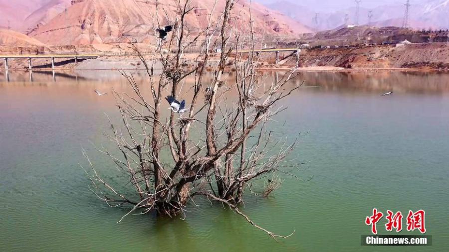 Grey herons build their new homes in the riverside forests in Haidong City, northwest China's Qinghai Province. (Photo: China News Service)