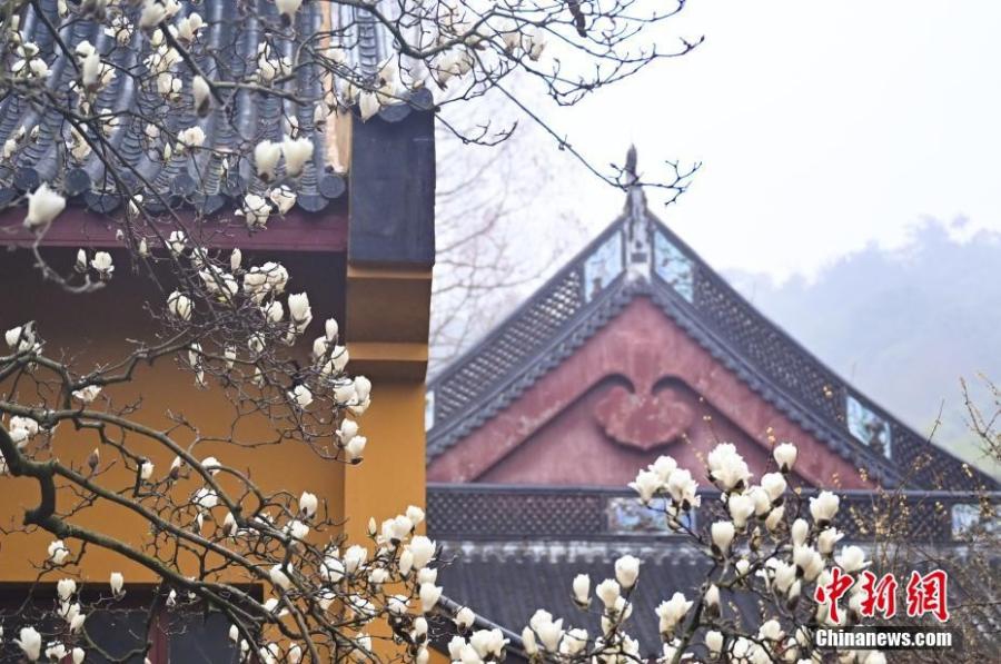 Photo taken on March. 12, 2025 shows the spring scenery in Faxi temple in Hangzhou, Zhejiang Province. A magnolia tree over 500 years old has blossomed in early spring, attracting a lot of visitors. (Photo: China News Service)