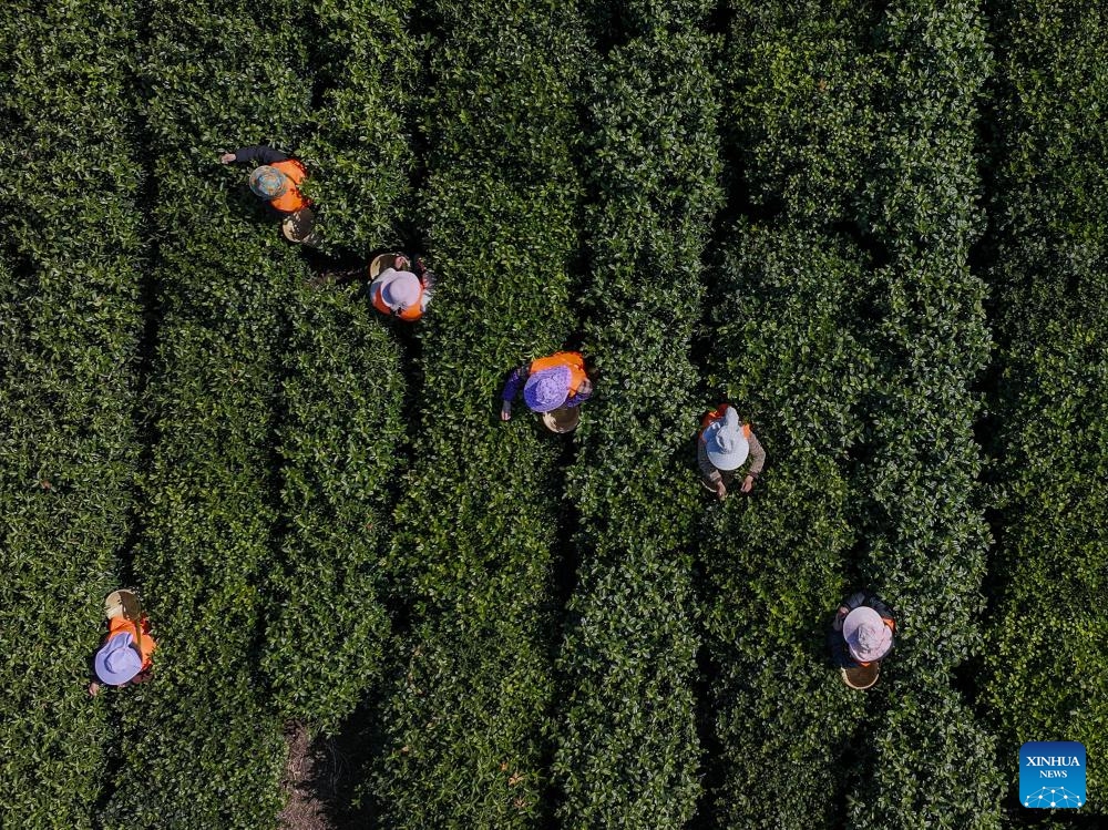 An aerial drone photo taken on March 17, 2025 shows farmers picking tea leaves at a tea garden of an agricultural demonstration park in Wuzhong District, Suzhou City, east China's Jiangsu Province. Harvest season for Biluochun, one of the top tea varieties in China and the speciality of Suzhou, has recently arrived. Farmers in Wuzhong District of Suzhou are busy harvesting tea leaves ahead of the Qingming Festival to produce the Mingqian (literally pre-Qingming) tea, which are made of the very first tea sprouts in spring and considered to be of high quality. (Photo: Xinhua)