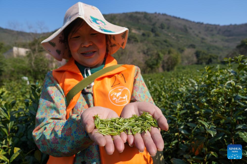 A farmer shows newly-picked tea leaves at a tea garden of an agricultural demonstration park in Wuzhong District, Suzhou City, east China's Jiangsu Province, March 17, 2025. Harvest season for Biluochun, one of the top tea varieties in China and the speciality of Suzhou, has recently arrived. Farmers in Wuzhong District of Suzhou are busy harvesting tea leaves ahead of the Qingming Festival to produce the Mingqian (literally pre-Qingming) tea, which are made of the very first tea sprouts in spring and considered to be of high quality. (Photo: Xinhua)