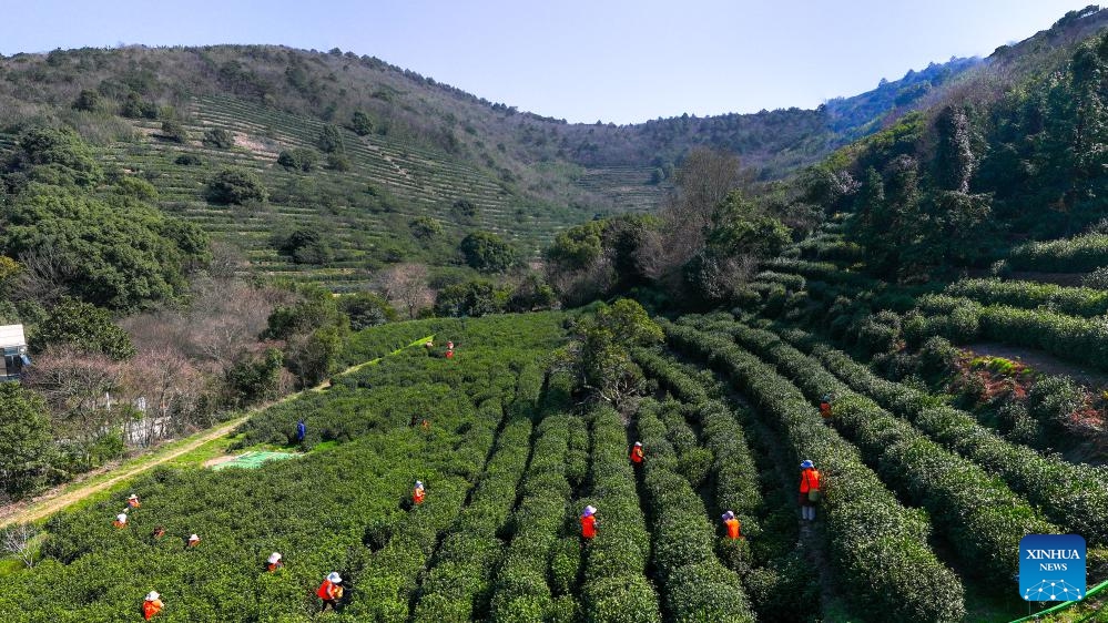 An aerial drone photo taken on March 17, 2025 shows farmers picking tea leaves at a tea garden of an agricultural demonstration park in Wuzhong District, Suzhou City, east China's Jiangsu Province. Harvest season for Biluochun, one of the top tea varieties in China and the speciality of Suzhou, has recently arrived. Farmers in Wuzhong District of Suzhou are busy harvesting tea leaves ahead of the Qingming Festival to produce the Mingqian (literally pre-Qingming) tea, which are made of the very first tea sprouts in spring and considered to be of high quality. (Photo: Xinhua)