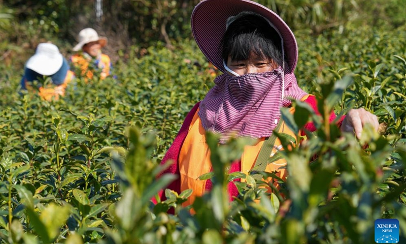 Farmers pick tea leaves at a tea garden of an agricultural demonstration park in Wuzhong District, Suzhou City, east China's Jiangsu Province, March 17, 2025. Harvest season for Biluochun, one of the top tea varieties in China and the speciality of Suzhou, has recently arrived. Farmers in Wuzhong District of Suzhou are busy harvesting tea leaves ahead of the Qingming Festival to produce the Mingqian (literally pre-Qingming) tea, which are made of the very first tea sprouts in spring and considered to be of high quality. (Photo: Xinhua)