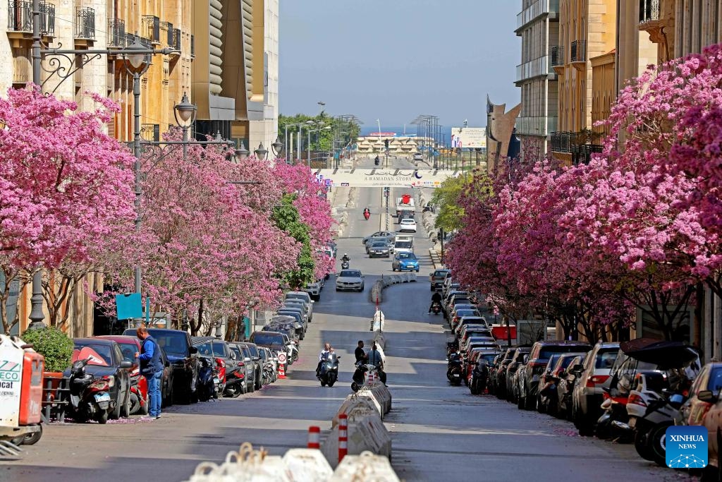 The trees along the street are in full bloom in Beirut, Lebanon, on March 18, 2025. (Photo: Xinhua)