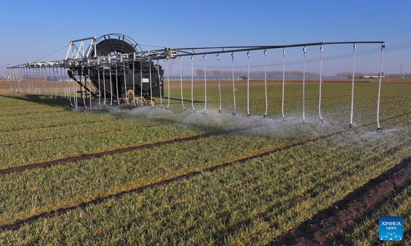 A drone photo shows a self-propelled sprinkler equipment conducting irrigation in a winter wheat field in Dongtianzhuang Town, Fengnan District of Tangshan, north China's Hebei Province, March 17, 2025. (Photo: Xinhua)