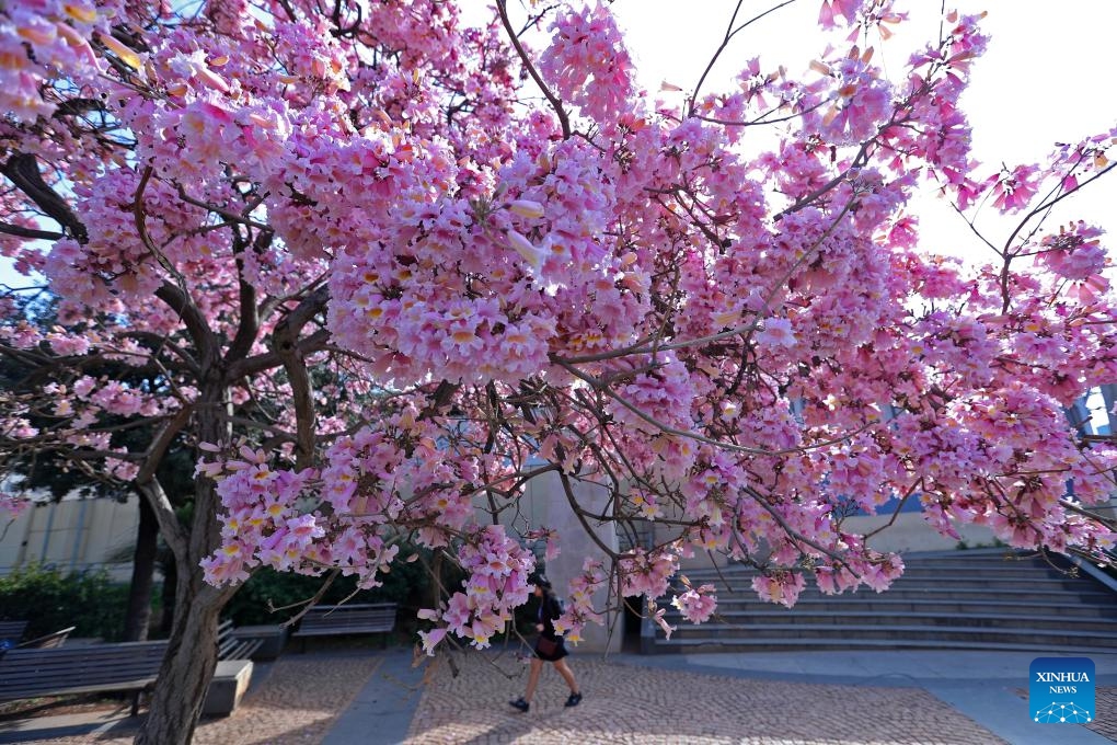 A tree is in full bloom in Beirut, Lebanon, on March 18, 2025. (Photo: Xinhua)