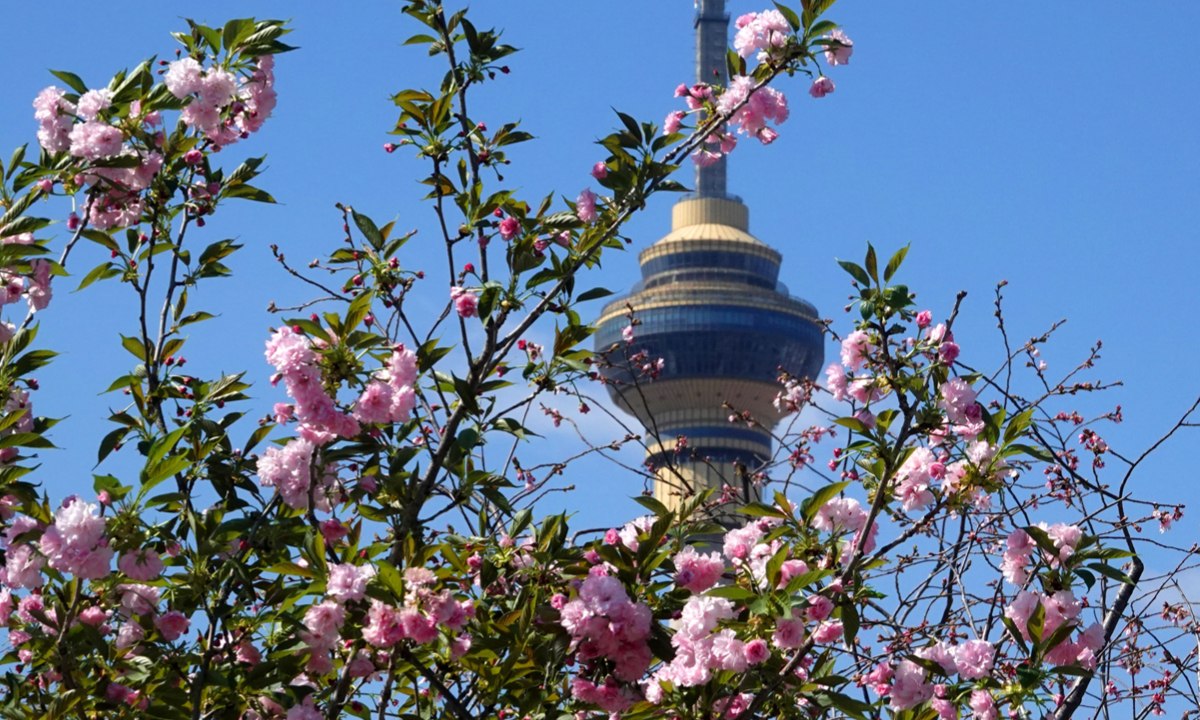 Early cherry blossoms paint Beijing’s Yuyuantan Park in soft pink hues as they begin to bloom on March 19, 2025. Photo: VCG