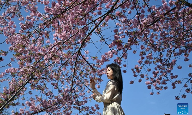 A tourist enjoys the scenery of cherry blossoms at Donghu Lake in Wuhan, central China's Hubei Province, March 18, 2025. (Photo: Xinhua)