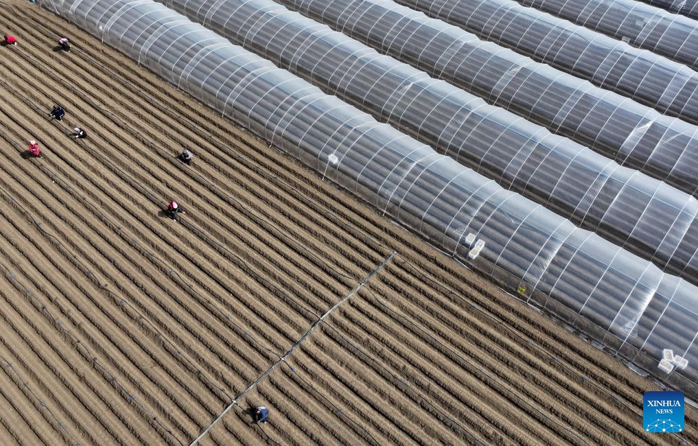 An aerial drone photo shows farmers laying drip irrigation pipes in a field in Chahe Town, Fengnan District of Tangshan, north China's Hebei Province, March 17, 2025. (Photo: Xinhua)