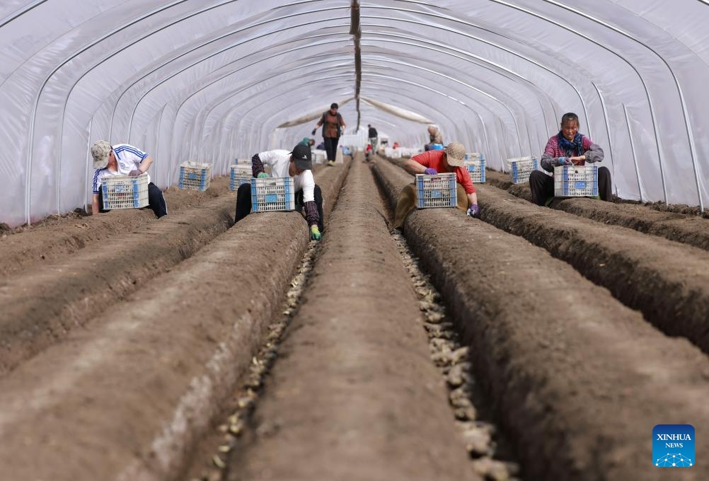 Farmers plant ginger in a field in Chahe Town, Fengnan District of Tangshan, north China's Hebei Province, March 17, 2025. (Photo: Xinhua)
