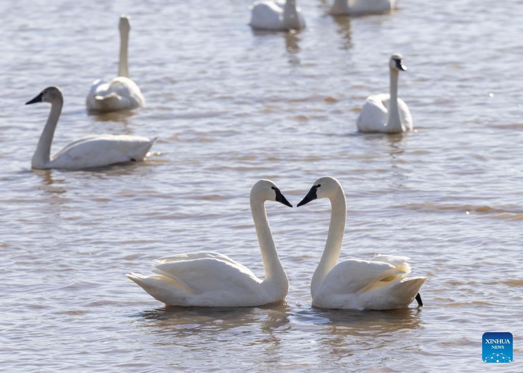 Tundra swans are seen at the Aylmer Wildlife Management Area in Aylmer, Ontario, Canada, on March 19, 2025. From late February to early April each year, thousands of wild tundra swans use Ontario's Aylmer Wildlife Management Area to refuel their migration to the high Arctic Region. (Photo: Xinhua)