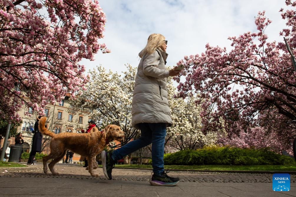 A woman walks past magnolia flowers with her dog in Milan, Italy, March 18, 2025. (Photo: Xinhua)