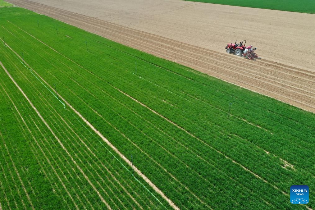 An aerial drone photo taken on March 19, 2025 shows farmers seeding corns at a field in Zhangzhuang Village, Jiaozuo City of central China's Henan Province. With the approaching of spring equinox, or Chunfen in Chinese, the fourth solar term in the Chinese lunar calendar which will fall on March 20 this year, farmers across the country are busy working at fields. (Photo: Xinhua)