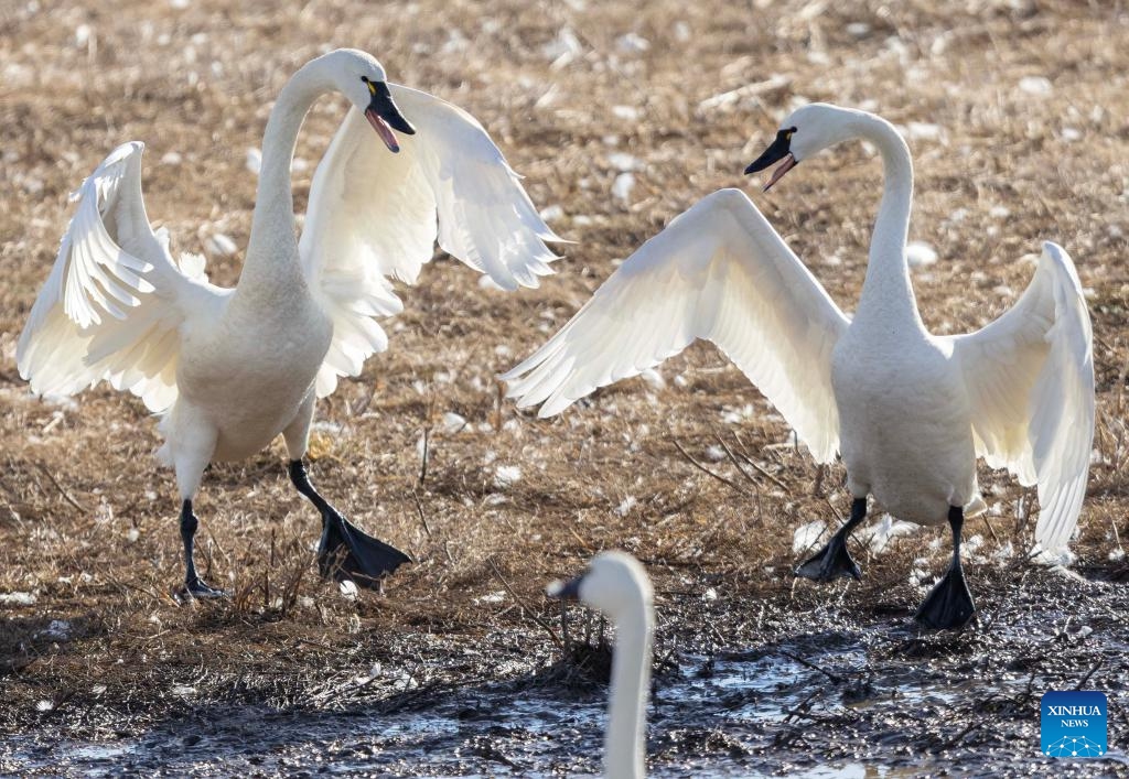 Tundra swans are seen at the Aylmer Wildlife Management Area in Aylmer, Ontario, Canada, on March 19, 2025. From late February to early April each year, thousands of wild tundra swans use Ontario's Aylmer Wildlife Management Area to refuel their migration to the high Arctic Region. (Photo: Xinhua)