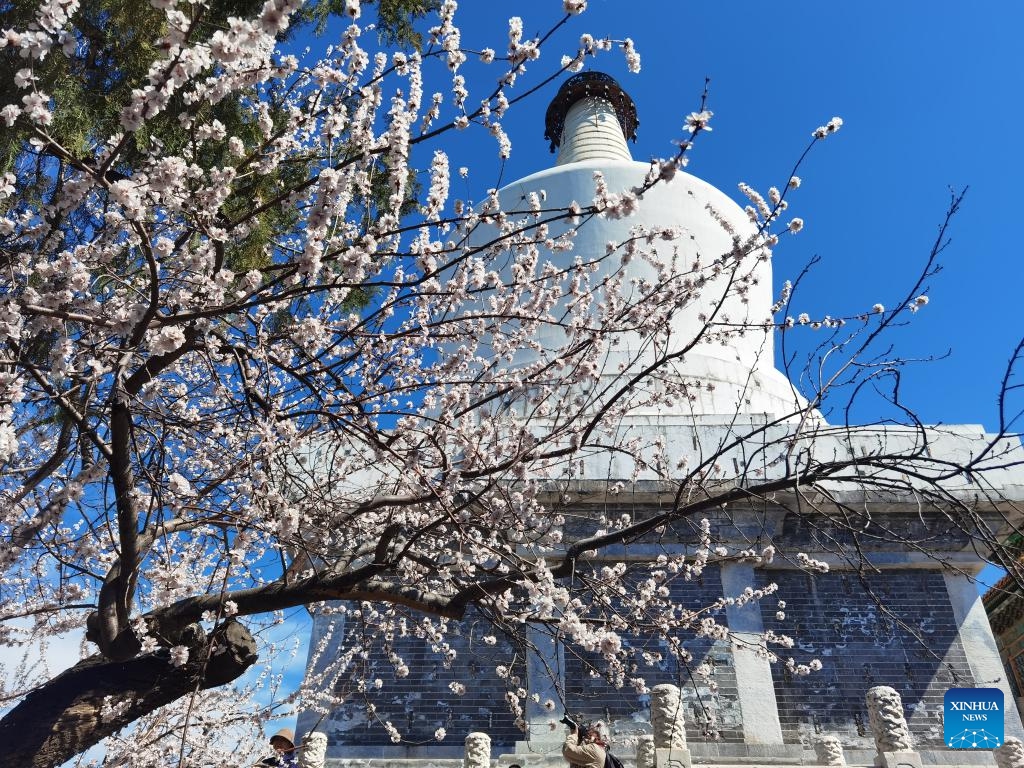 This photo taken with cellphone on March 19, 2025 shows people taking photos of flowers near the White Pagoda at the Beihai Park in Beijing, capital of China. (Photo: Xinhua)