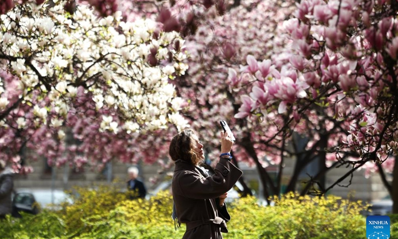 A woman takes photos of magnolia flowers in Milan, Italy, March 18, 2025. (Photo: Xinhua)