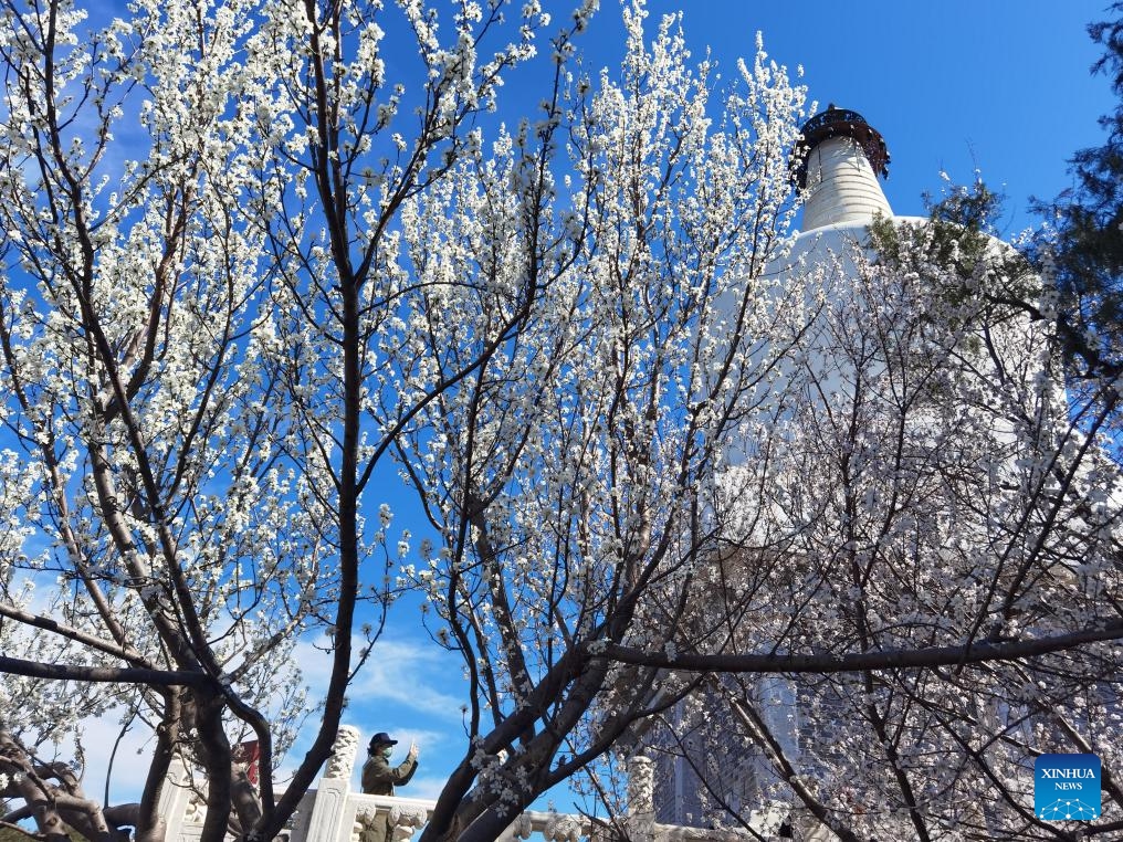 This photo taken with cellphone on March 19, 2025 shows people enjoying flowers near the White Pagoda at the Beihai Park in Beijing, capital of China. (Photo: Xinhua)