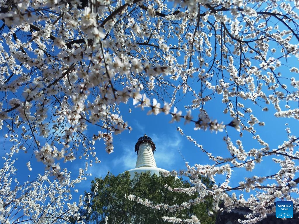 This photo taken with cellphone on March 19, 2025 shows peach flowers blooming near the White Pagoda at the Beihai Park in Beijing, capital of China. (Photo: Xinhua)