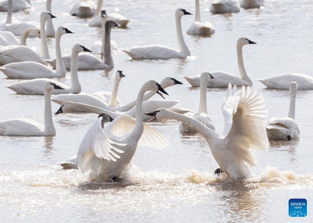 Tundra swans are seen at the Aylmer Wildlife Management Area in Aylmer, Ontario, Canada, on March 19, 2025. From late February to early April each year, thousands of wild tundra swans use Ontario's Aylmer Wildlife Management Area to refuel their migration to the high Arctic Region. (Photo: Xinhua)