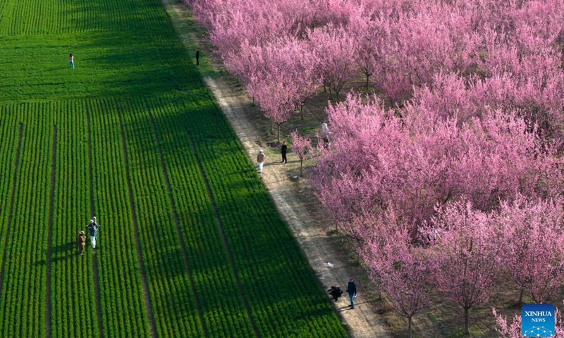 An aerial drone photo taken on March 18, 2025 shows tourists enjoying blooming plum flowers at a plantation in Huyi District of Xi'an, northwest China's Shaanxi Province. (Photo: Xinhua)