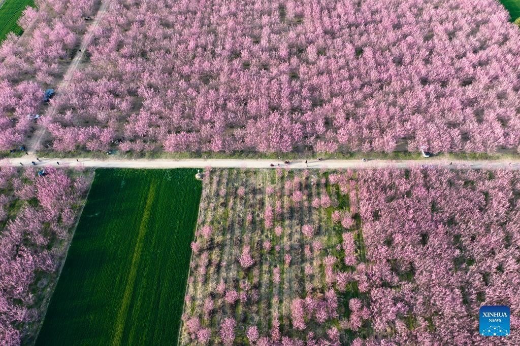 An aerial drone photo taken on March 18, 2025 shows blooming plum flowers at a plantation in Huyi District of Xi'an, northwest China's Shaanxi Province. (Photo: Xinhua)