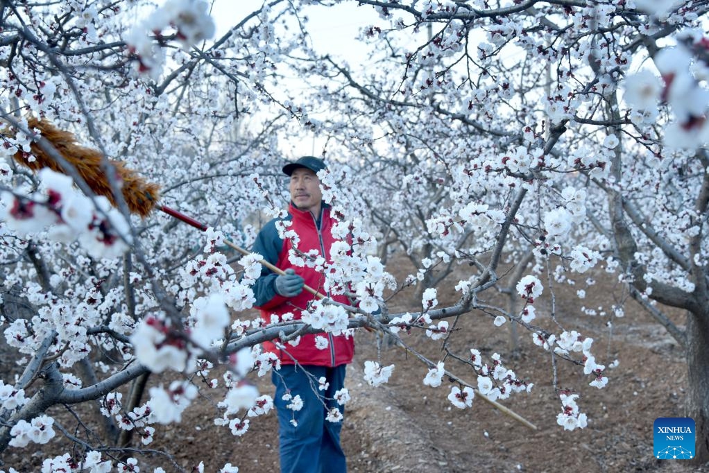 A farmer does artificial pollination for apricot flowers at Xigucheng Village, Zaozhuang City of east China's Shandong Province, March 19, 2025. With the approaching of spring equinox, or Chunfen in Chinese, the fourth solar term in the Chinese lunar calendar which will fall on March 20 this year, farmers across the country are busy working at fields. (Photo: Xinhua)