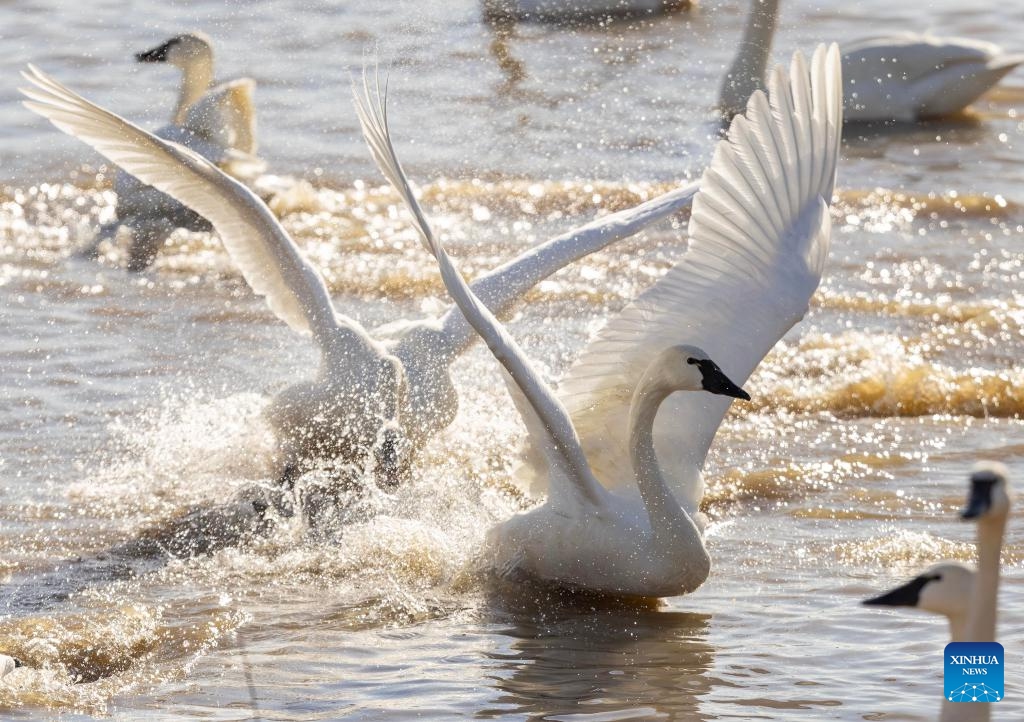 Tundra swans are seen at the Aylmer Wildlife Management Area in Aylmer, Ontario, Canada, on March 19, 2025. From late February to early April each year, thousands of wild tundra swans use Ontario's Aylmer Wildlife Management Area to refuel their migration to the high Arctic Region. (Photo: Xinhua)