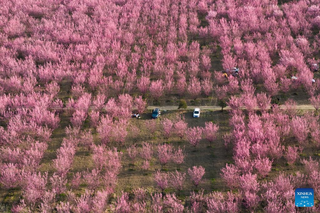 An aerial drone photo taken on March 18, 2025 shows blooming plum flowers at a plantation in Huyi District of Xi'an, northwest China's Shaanxi Province. (Photo: Xinhua)
