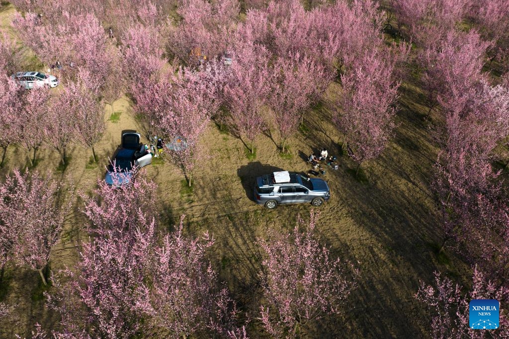 An aerial drone photo taken on March 18, 2025 shows tourists enjoying leisure time amid blooming plum flowers at a plantation in Huyi District of Xi'an, northwest China's Shaanxi Province. (Photo: Xinhua)