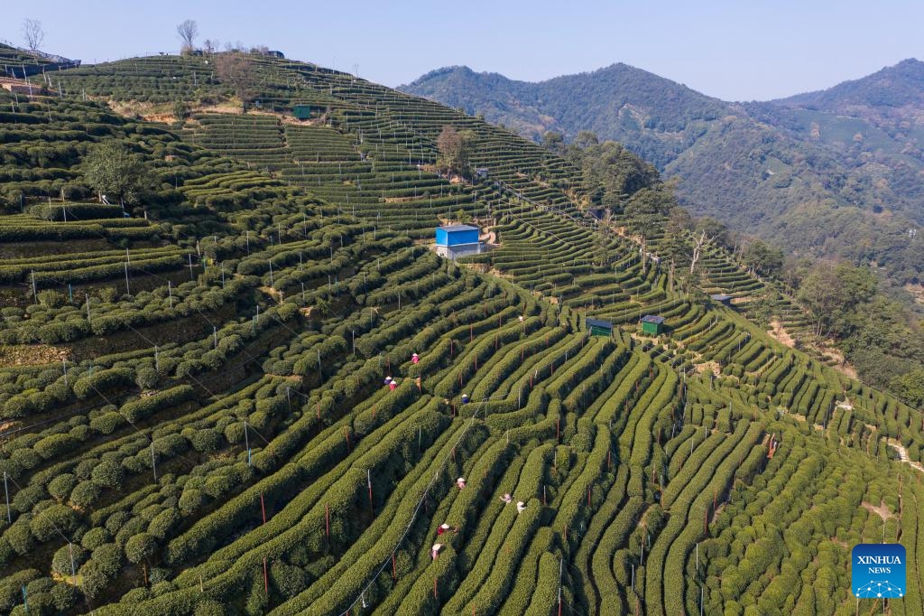 An aerial drone photo shows tea farmers picking this year's first batch of West Lake Longjing tea in Wengjiashan Mountains, the first-class protected area of West Lake Longjing tea base, in Hangzhou, east China's Zhejiang Province, March 20, 2025. (Photo: Xinhua)