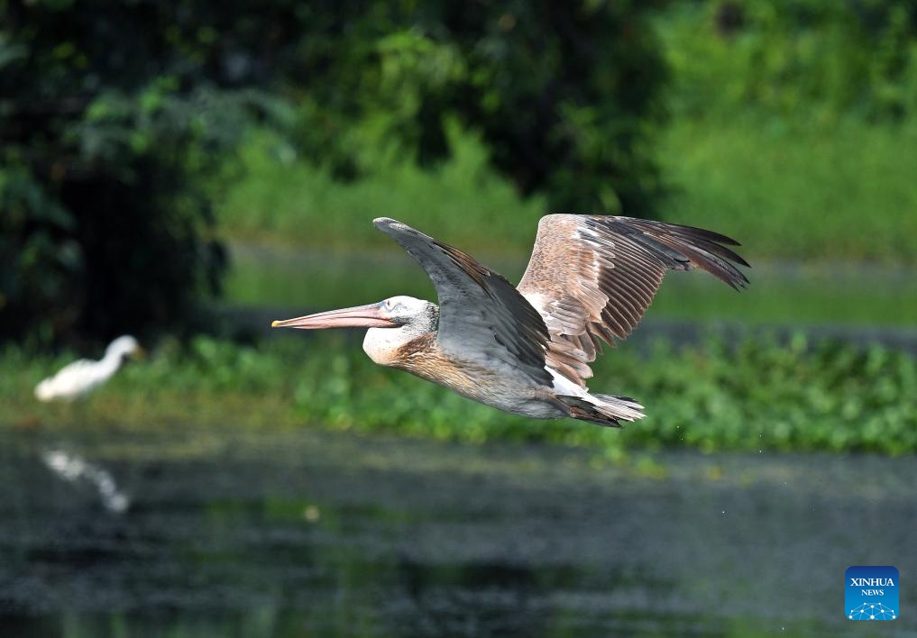 A spot-billed pelican is pictured at a wetland area in the suburb of Colombo, Sri Lanka, on March 20, 2025. (Photo: Xinhua)