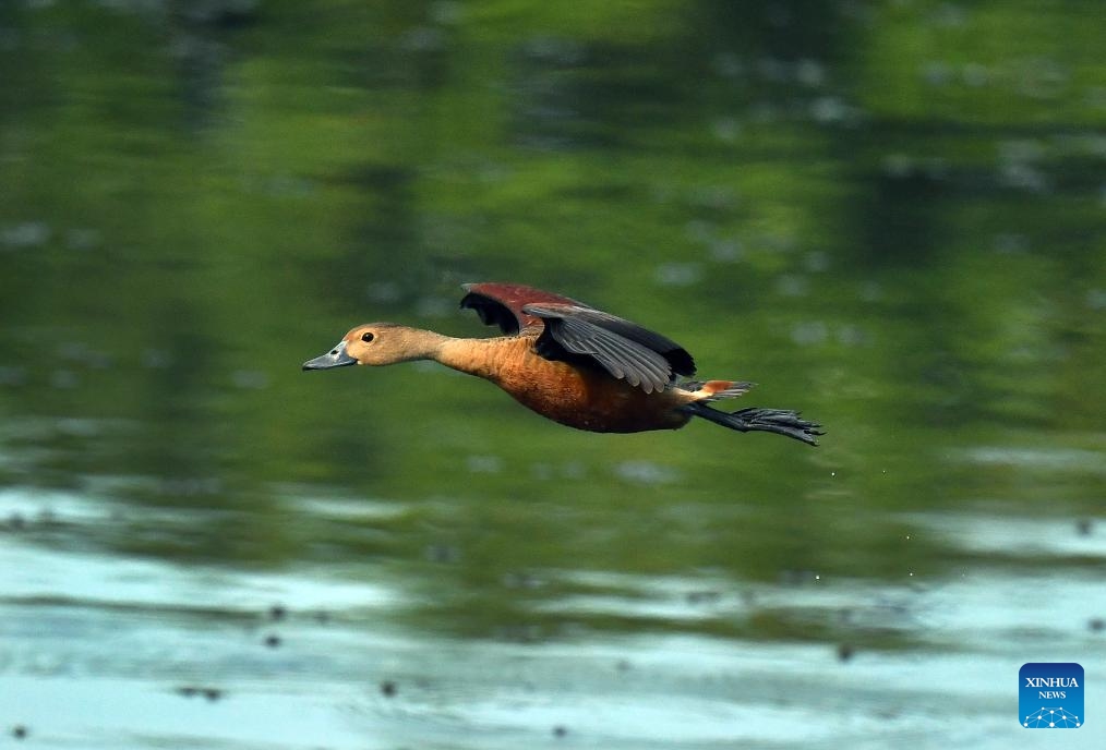 A lesser whistling duck is pictured at a wetland area in the suburb of Colombo, Sri Lanka, on March 20, 2025. (Photo: Xinhua)