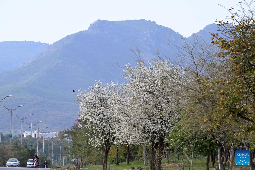 This photo taken on March 19, 2025 shows the spring scenery in Islamabad, Pakistan. (Photo: Xinhua)