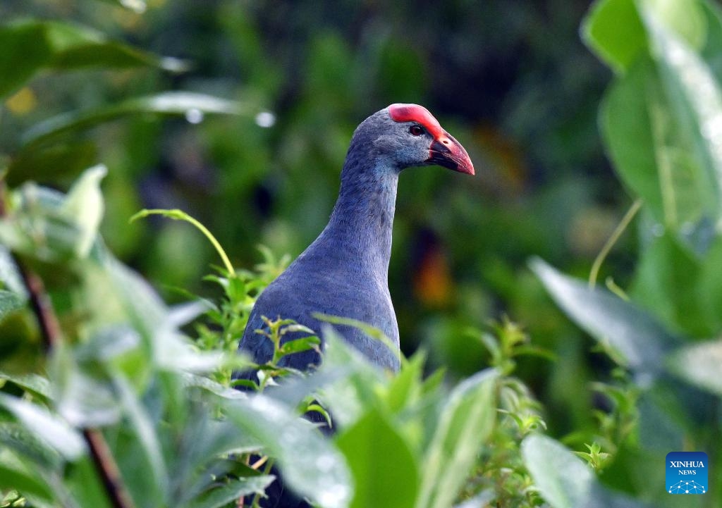 A grey-headed swamphen is pictured at a wetland area in the suburb of Colombo, Sri Lanka, on March 20, 2025. (Photo: Xinhua)