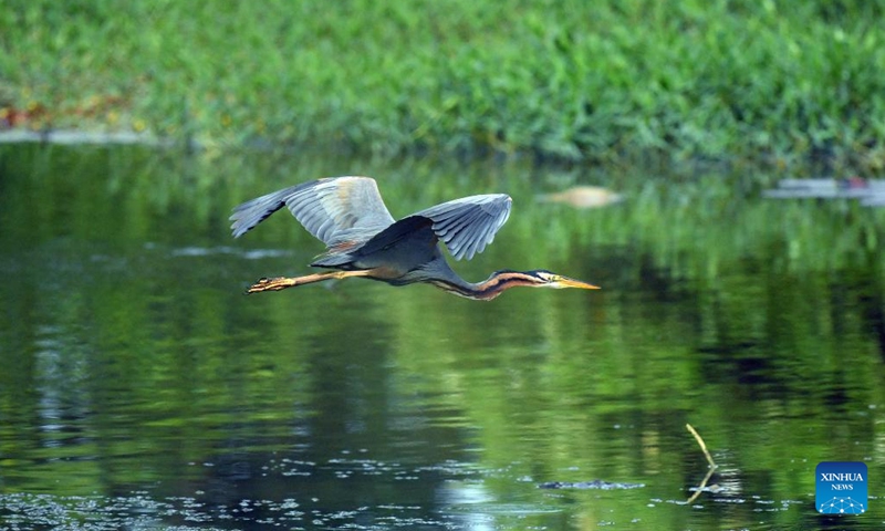 An anhinga bird is pictured at a wetland area in the suburb of Colombo, Sri Lanka, on March 20, 2025. (Photo: Xinhua)
