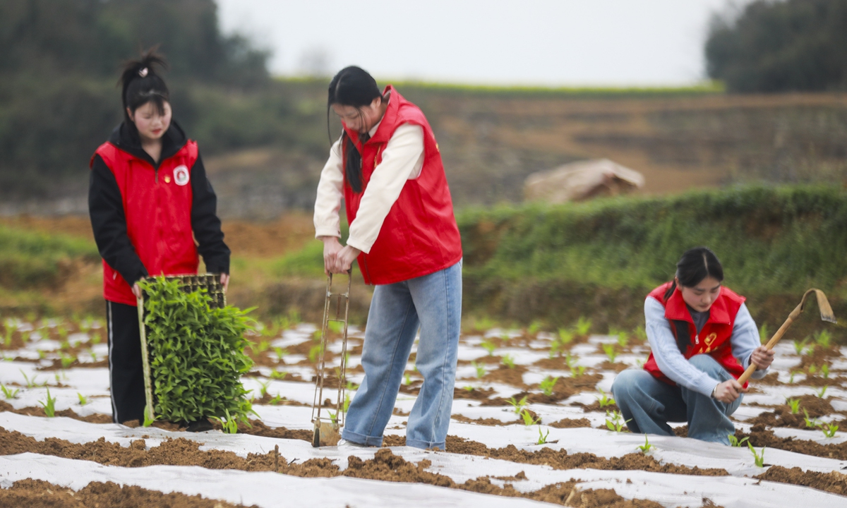 Young volunteers help villagers transport corn seedlings in Qianxi, Southwest China's Guizhou Province, on March 21, 2025. Photo: VCG