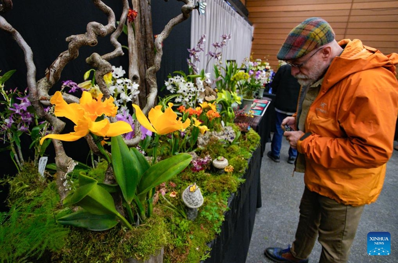 A visitor views orchids at the Vancouver Orchid Society's 2025 Spring Orchid Show and Sale held at VanDusen Botanical Garden in Vancouver, British Columbia, Canada, March 22, 2025. With hundreds of exotic orchids from around the world on display and for sale, this annual show is held here from Saturday to Sunday. Photo: Xinhua