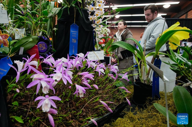 People view orchids at the Vancouver Orchid Society's 2025 Spring Orchid Show and Sale held at VanDusen Botanical Garden in Vancouver, British Columbia, Canada, March 22, 2025. With hundreds of exotic orchids from around the world on display and for sale, this annual show is held here from Saturday to Sunday. Photo: Xinhua