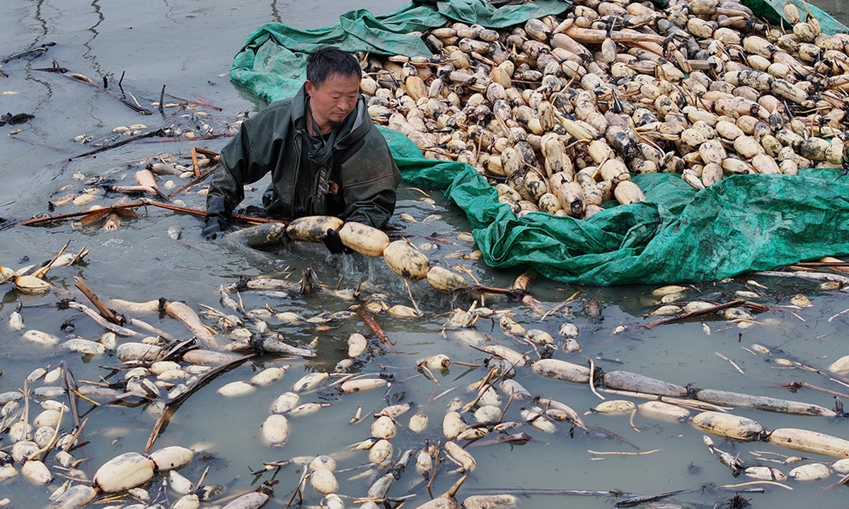 A farmer harvests lotus roots to supply the market at a planting base in Huzhou, East China’s Zhejiang Province on March 23, 2025. China’s consumer price index, a main gauge of inflation, was down 0.7 percent year-on-year in February, the National Bureau of Statistics said earlier. Photo: VCG 