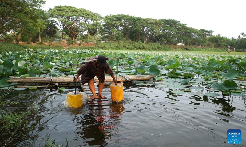 A resident fetches water from a lake at Dala Township on the outskirts of Yangon, Myanmar, March 22, 2025. World Water Day is observed around the world on March 22 every year. Photo: Xinhua