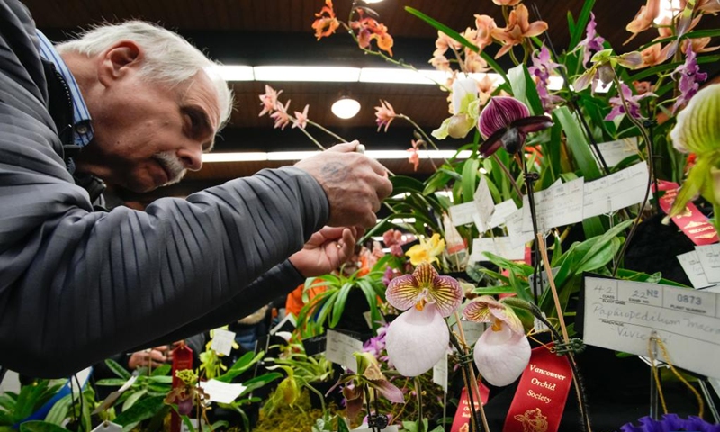 A visitor takes photos of orchids at the Vancouver Orchid Society's 2025 Spring Orchid Show and Sale held at VanDusen Botanical Garden in Vancouver, British Columbia, Canada, March 22, 2025. With hundreds of exotic orchids from around the world on display and for sale, this annual show is held here from Saturday to Sunday. Photo: Xinhua