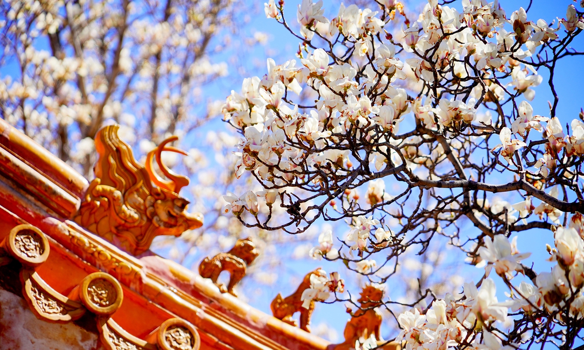 Magnolia flowers bloom against the backdrop of red walls and yellow figurines of animals and mythical beasts adoring the roofs of traditional buildings in Ditan Park in Beijing on March 25, 2025. Photo: VCG