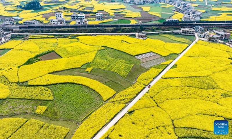 An aerial drone photo taken on March 22, 2025 shows blooming rapeseed flowers in Dibo Village of Mugang Town, Liupanshui City, southwest China's Guizhou Province. More than 1,000 hectares of rapeseed flowers are in full bloom in Mugang. Photo: Xinhua