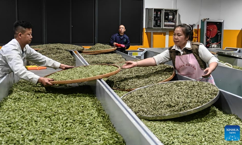 Workers process tea leaves at a tea company in Sanjiang Dong Autonomous County, south China's Guangxi Zhuang Autonomous Region, March 22, 2025.  Photo: Xinhua