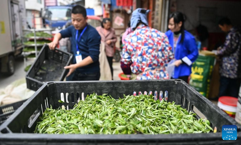Tea farmers sell fresh tea leaves at a tea company in Sanjiang Dong Autonomous County, south China's Guangxi Zhuang Autonomous Region, March 22, 2025.  Photo: Xinhua