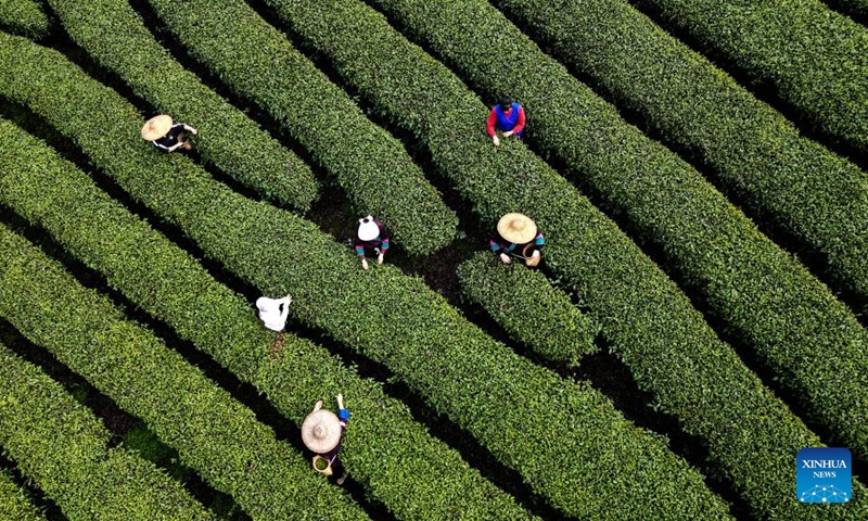 An aerial drone photo taken on March 21, 2025 shows workers picking tea leaves at a tea farm in Sanjiang Dong Autonomous County, south China's Guangxi Zhuang Autonomous Region. After the Spring Festival, nearly 500 tea companies, professional cooperatives, and family farms in Sanjiang are seizing the golden season for harvesting spring tea, working to promote the deep processing of tea production, benefiting over 300,000 people related to the tea industry. Sanjiang has a tea plantation area of 215,000 mu (about 14,333 hectares), with a total annual output value of 8.7 billion yuan (about 1.2 billion U.S. dollars). (Xinhua/Zhang Ailin) Photo: Xinhua