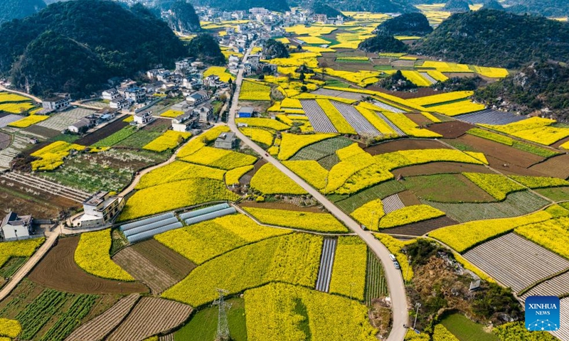 An aerial drone photo taken on March 22, 2025 shows blooming rapeseed flowers in Wayao Village of Mugang Town, Liupanshui City, southwest China's Guizhou Province. More than 1,000 hectares of rapeseed flowers are in full bloom in Mugang. Photo: Xinhua