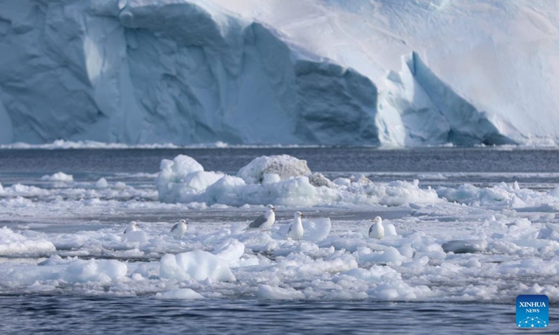 Seagulls perch on the floating ice at the Disko Bay close to Ilulissat, Greenland, an autonomous territory of Denmark, March 22, 2025. Photo: Xinhua
