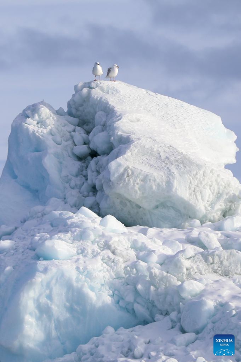 Two seagulls perch on an iceberg at the Disko Bay close to Ilulissat, Greenland, an autonomous territory of Denmark, March 22, 2025. Photo: Xinhua